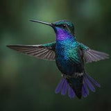 CONTRAST for Violet-Crowned Wood Nymph Half-vent Minis Set; PRE-ORDER